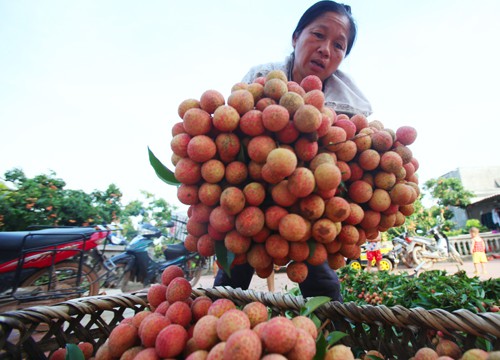 Bà Bảy (xã Giáp Sơn, huyện Lục Ngạn, Bắc Giang) bó từng bó vải cho vào thùng, chuẩn bị chất lên xe chở đem bán tại các điểm cân trong huyện. Ảnh: Ngọc Thành