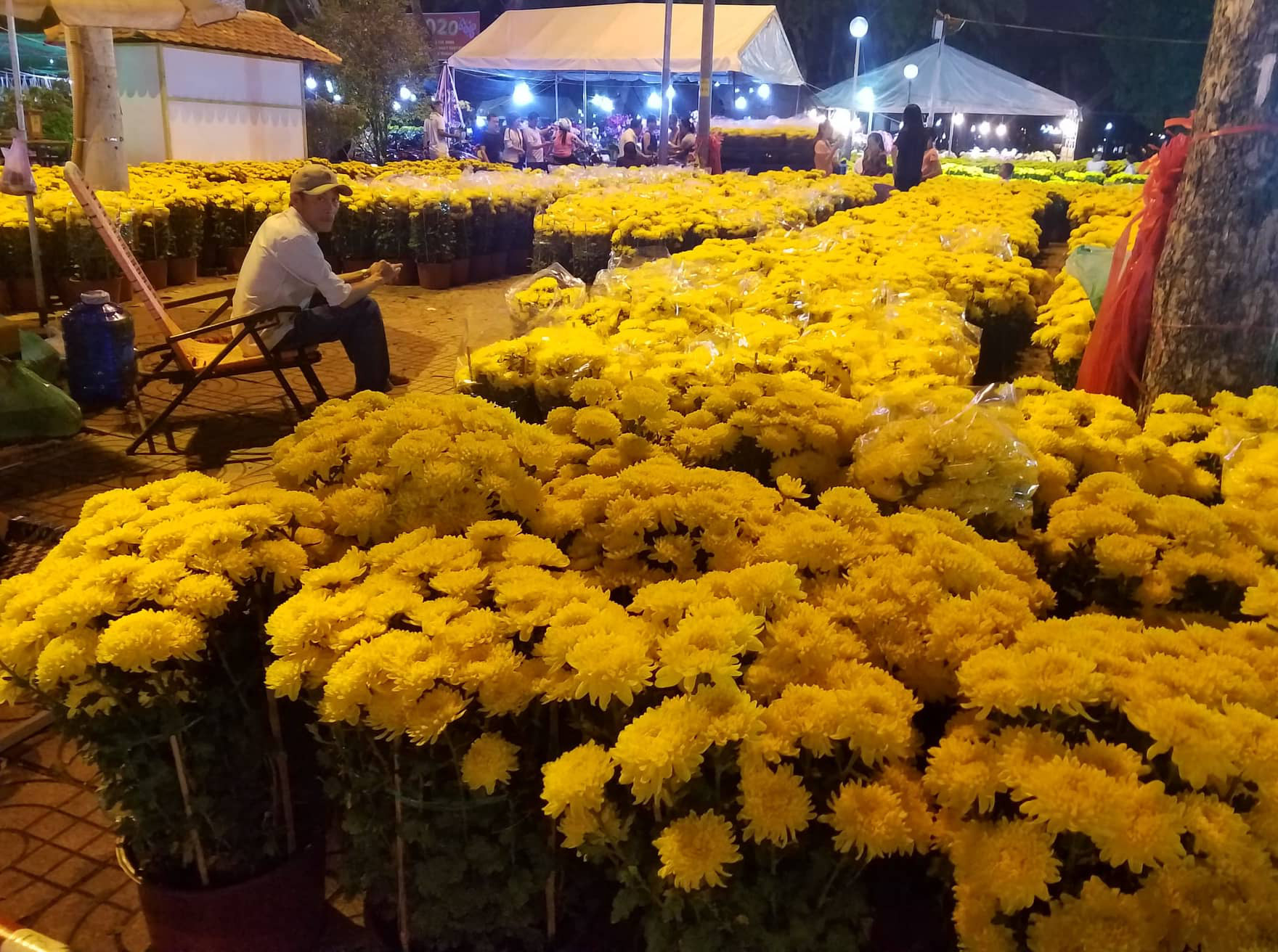 Nhu cầu chậm hơn so với mong đợi nên những chậu hoa cúc vẫn đang xếp thành dãy dài "chờ đợi" lúc cận tết. Trong ảnh: Hoa cúc chưng bán tết tại công viên Gia Định - Ảnh: NGUYỄN TRÍ