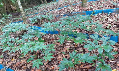 Đầu tư vào Quasapharco NutiFood sở hữu trang trại sâm Ngọc Linh lớn nhất Quảng Nam