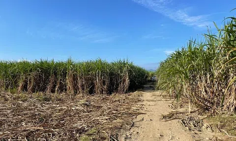 Theo chân một tay buôn đất: Đảo điên đi săn đất nền vùng ven giá gốc chỉ 200k/mét vuông, bán ra lời nóng 300 triệu sau bữa ăn tối - người mua chốt đơn không cần xem