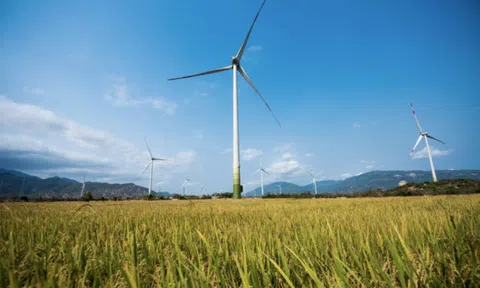 Đằng sau sự nổi lên của một nữ đại gia điện gió