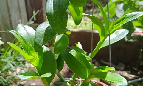 Lan đột biến hết thời hét giá trên trời, mua cả trăm triệu bán giá tiền triệu, người chơi lan mừng rớt nước mắt còn cắt lỗ được