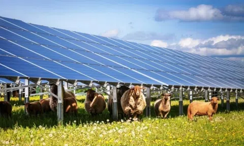 Doanh nghiệp vừa được giao hơn 45,1 ha làm dự án điện áp mái 840 tỷ đồng ở Quảng Trị là ai?