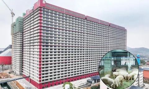 Thanh Hóa: Một doanh nghiệp đề xuất xây nhà cao tầng để nuôi lợn