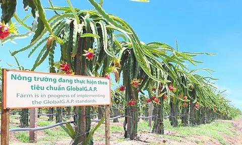 "Cuộc hôn phối tỷ đô" giữa Thaco và HAGL sẽ đi về đâu?