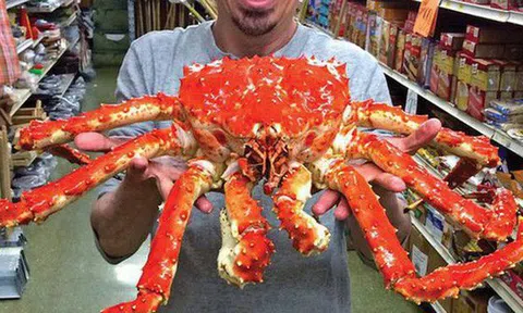 Sự thật cua hoàng đế Alaska, tôm hùm Mỹ: Ở Việt Nam rẻ hơn bên Tây
