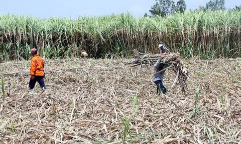 1m2 thu ròng 3 triệu: Bộ trưởng Nông nghiệp hiến kế làm giàu cho dân