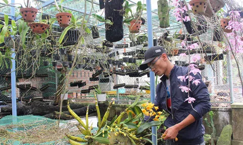 Bí quyết làm giàu: 'Vua lan rừng' xứ Quảng