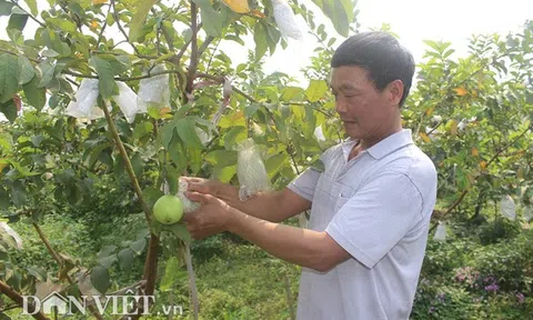 Bỏ nghề buôn lợn, trồng 800 cây ổi lê Đài Loan có hơn nửa tỷ đút túi