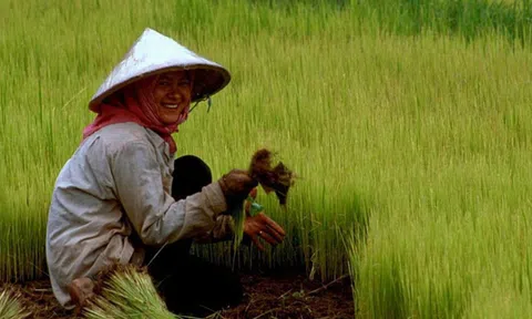 Điều gì khiến Campuchia từ quốc gia đói nghèo, sau 10 năm có gạo xuất khẩu tới 63 thị trường, thu nhập người nông dân tăng 100% chỉ nhờ trồng lúa?