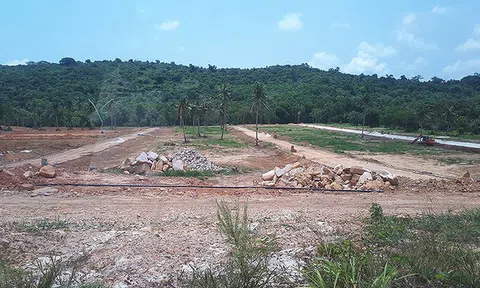 Cò đất đồng loạt rút khỏi Phú Quốc