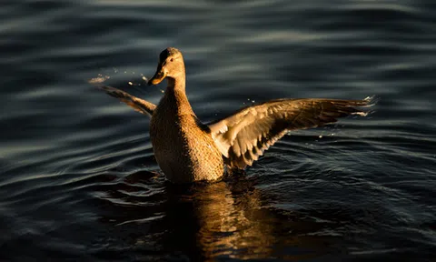 Nguyên tắc lãnh đạo hiếm ông sếp nào để ý tới: Đừng gửi con vịt tới trường học của đại bàng!