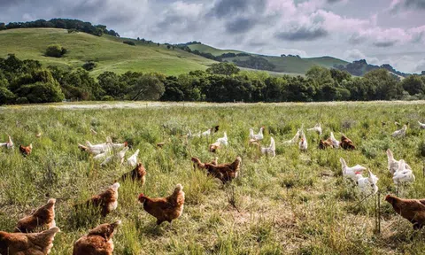 Từ 20 con gà thả đồi, ông Tây thu nhập hơn 2.200 tỷ đồng/năm