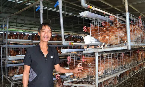 Lạ mà hay: Nuôi heo, gà tự động, chỉ bán phân đã có 30 triệu/tháng