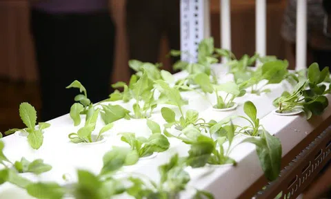 [Case study] Trồng rau sạch trong nhà, không cần đất, nước, ánh sáng, không cần chăm bón: Làm sao để biến ý tưởng thành hóa đơn?