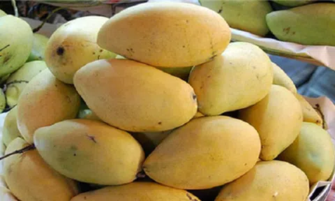 Quả xoài của nông dân Việt Nam sắp được xuất sang Mỹ