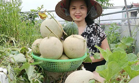 Trồng dưa lưới trên sân thượng, siêu nông dân thu 1 tạ, người Nhật cũng chào thua