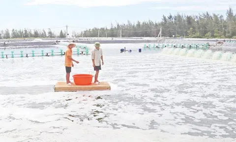 'Thả' 20 tỷ đồng nuôi tôm trên cát, lãi ròng 10 tỷ mỗi vụ