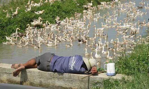 Thanh niên khoe bố làm nghề chăn vịt và câu hỏi có ai xấu hổ về nghề nghiệp của bố mẹ mình khiến nhiều người rưng rưng