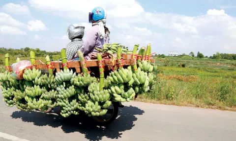 Trung Quốc nhập khẩu chuối Campuchia, HAGL hưởng lợi