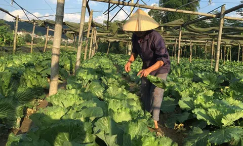 Thành lập mới 15.000 hợp tác xã: Mới hay chỉ là 've sầu thoát xác'?