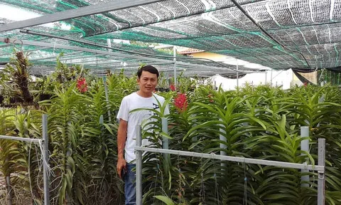 Chàng trai kiếm tiền tỷ nhờ trồng hoa lan để cung cấp cho khách sạn