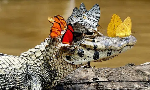 Chuyện 2 con cá sấu và bài học thấm thía cho những kẻ cứ mải lao mình vào làm việc, cho rằng bận rộn mới đem lại thành quả mà không hề biết đôi khi những người 'chẳng làm gì' mới thành công rực rỡ