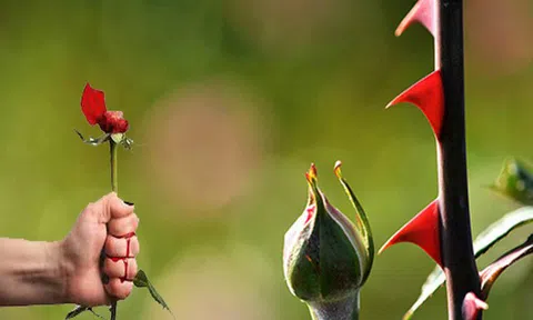 Bạn ôm một bó hồng, người ta chỉ ngưỡng mộ hoặc chê bai hoa hồng đẹp xấu, chẳng ai quan tâm tay bạn gai đâm rướm máu