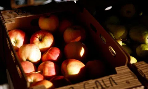 Nông dân trồng táo Mỹ lo bị Trung Quốc trả đũa