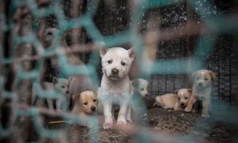 Huyền Chip: "Nếu ai ăn thịt và lên án những người ăn thịt chó vì lý do đạo đức, tôi nghĩ đó là đạo đức giả"