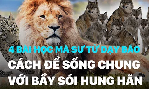 Chia thức ăn cho bầy sói, sư tử giúp báo nhìn thấu 4 bài học đắt giá ở đời!