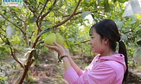 Hot girl 9X Hưng Yên trồng ổi Đài Loan kiếm hàng trăm triệu mỗi năm