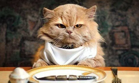 Mèo và các doanh nhân thành đạt: có mối liên hệ rất quái đản giữa "họ" mà bạn sẽ không bao giờ nghĩ đến