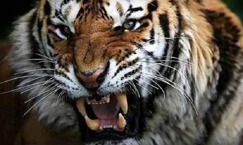 Sư tử quyết đấu với hổ, ai sẽ thắng cuộc?