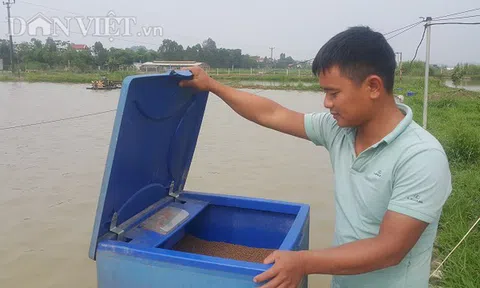 Ninh Bình: 8X bỏ việc ngân hàng về quê nuôi cá, kiếm 500 triệu/năm