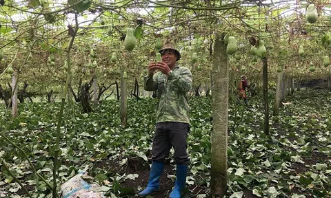 Cử nhân sư phạm thất nghiệp, bực quá về núi làm giàu nhờ su su