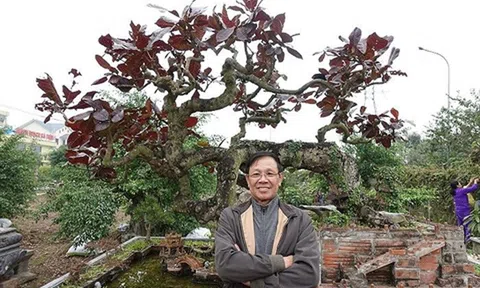 Cây 10 tỷ đồng của Phan Văn Vĩnh khủng cỡ nào?