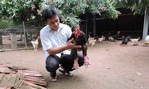 'Vua gà' Đông Tảo hé lộ bí quyết hốt gọn 3,5 tỷ đồng/năm