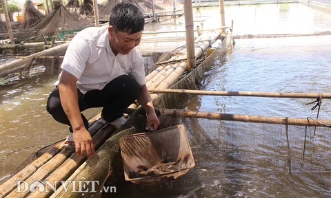 Sơn 'bống bớp': Lão gàn kiếm 5 tỷ đồng/năm