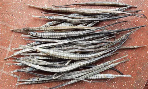 Gom mua cá lìm kìm gai, vơ vét cả cây dại: Bí mật của thương lái Tàu