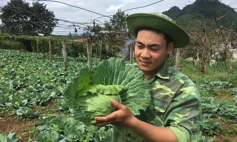 Trai 18 tuổi, trồng 6.000m2 rau cải bắp, kiếm 100 triệu đồng/năm