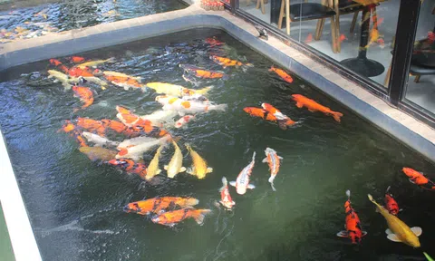 Chàng trai phố núi bỏ hàng tỷ đồng để nuôi cá nghìn USD