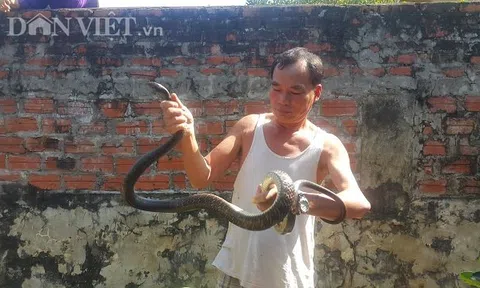 Chết khiếp đàn rắn dài ngoằng chạy khắp vườn