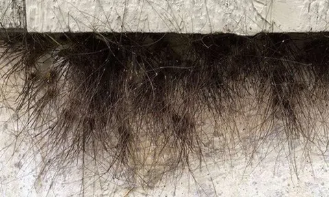 Bức tường của tòa nhà tự nhiên mọc lông và biết được sự thật đằng sau thì ai cũng phải rùng mình sợ hãi