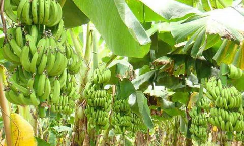 Lên vùng hoang sơ trồng chuối khởi nghiệp, nay kiếm 101 tỷ đồng/năm