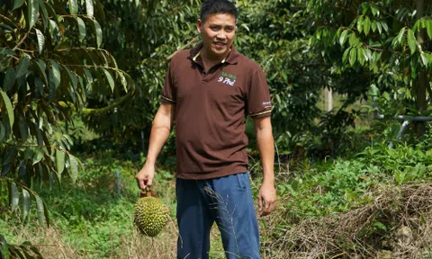 Anh 'nông dân trí thức' chỉ bán sầu riêng 200.000 đồng mỗi kg