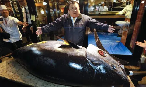 ‘Ông trùm’ sushi Nhật bỏ ra số tiền kỷ lục 3,1 triệu USD để mua một con cá ngừ