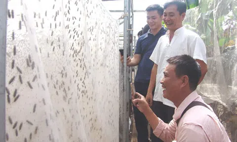 Thầy giáo bỏ nghề về quê...nuôi ruồi lấy trứng, bán 30 triệu/ký