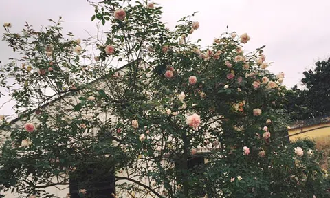 Những gốc hoa hồng cổ siêu đắt đỏ của đại gia Việt