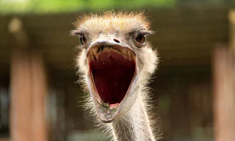 Bong bóng kinh tế điển hình nhưng hiếm người biết đến: Giá 1 con đà điểu rớt thảm từ 56.000 USD xuống chỉ còn 2 USD trong 4 năm